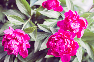bush with flowers of pink peonies in the gardenю