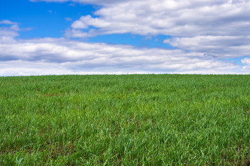 picturesque view of trees growing on green field with white fluffy clouds on blue sky at sunny day