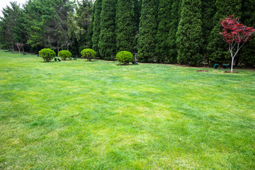 Lawn and trees in summer