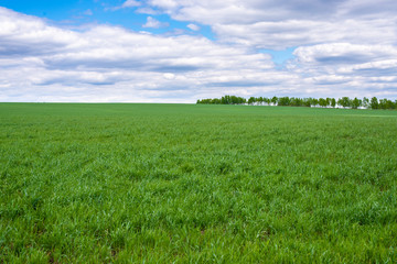 Fototapeta na wymiar picturesque view of trees growing on green field with white fluffy clouds on blue sky at sunny day