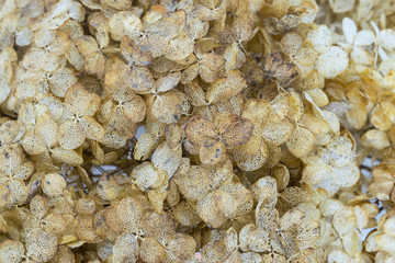 Dry Hydrangea flower blossom