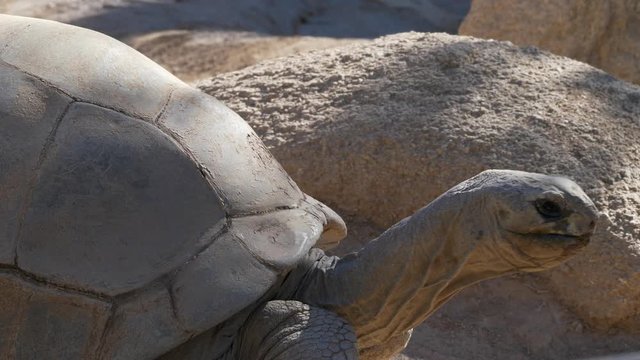 Astounding close up clip of giant brown scaly Giant Aldabra Tortoise zoo reptile moving head, blinking, and opening mouth.