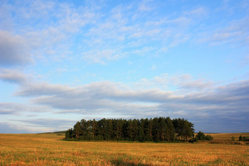 Fototapeta na wymiar Forest in the field on the horizon