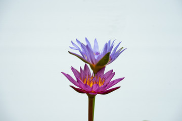 twin lotus on the white background