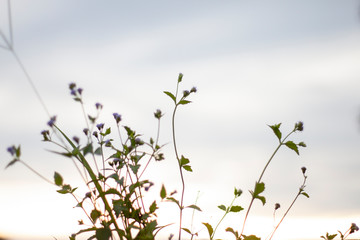 The silhouette of the top of the grass under the sky at evening.