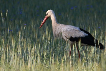White stork