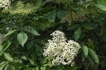Elder or Elderberry or Black elder or European elder flowering plant . Sambucus ( Adoxaceae family) flowers