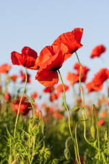 Red poppy flowers on a rural field. Papaver.
