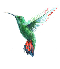 Watercolor colibri hummingbird bird animal illustration isolated on white background
