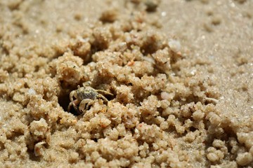 Ghost crab build a house on the beach. Ghost Crab habitat on sand. Animal concept.