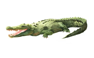 Fototapeten Watercolor crocodile, alligator tropical animal isolated on a white background illustration. © PYRAMIS