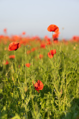 Red poppy flowers on a rural field. Papaver.