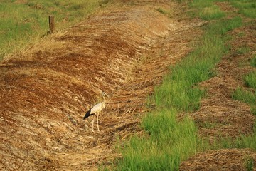 White stork walking on dry rice field after harvest. Animal and environment concept.