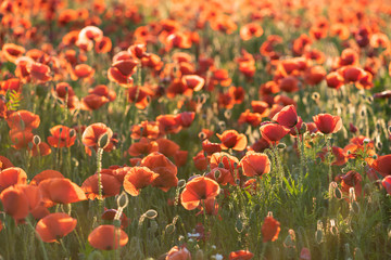 Obraz premium Czerwone kwiaty maku na wiejskim polu. Papaver.