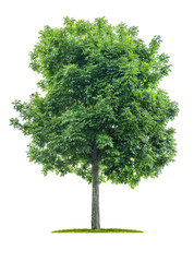 Isolated  tree on a white background - Acer negundo - Maple ash