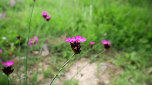 Wild german carnation (Dianthus plumarius) moving in the wind  on Transylvanian intact fields at springtime.	