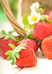 basket with strawberry on table