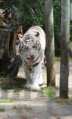 white bengal tiger