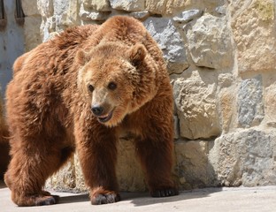Obraz na płótnie Canvas brown bear