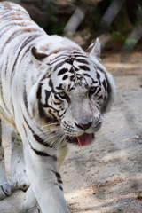 white tiger