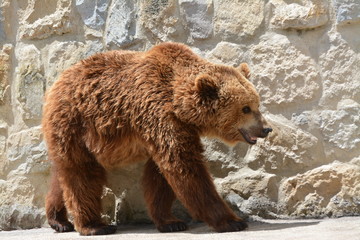 brown bear