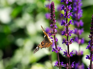 Butterfly ( Vanessa Cardus ) on lavender with open wings.