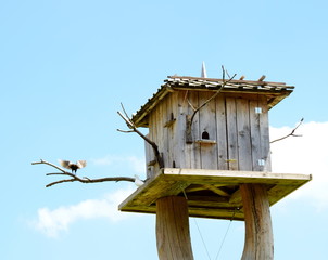 Tauben vor Taubenschlag aus Holz - freigestellt vor blauen Himmel mit Wolken
