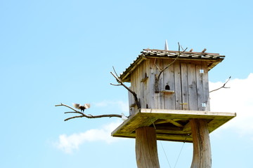 Taubenschlag - Taubenhaus