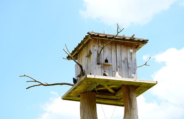 Taubenschlag - Taubenhaus