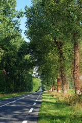 tree lined road in Normandy country