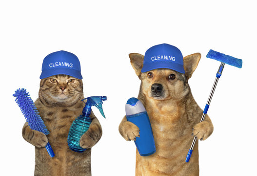 The dog and the cat work as cleaners together. White background. Isolated.