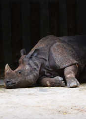 Obraz premium rhinoceros sleeps
