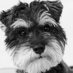 Mini Minature Schnauzer Salt & Pepper Dog Portrait Headshot