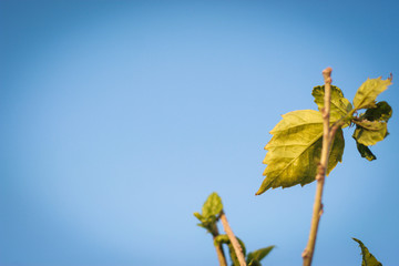 Obraz premium yellow leaf and blue sky