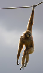 an acrobatic gibbon - obrazy, fototapety, plakaty