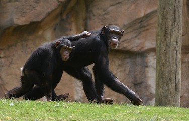 Fototapeta na wymiar two scimpanzees walk in pairs