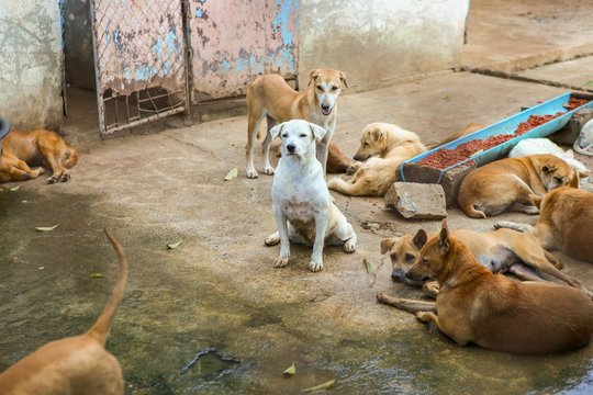 Thai dog , dog  in the garden