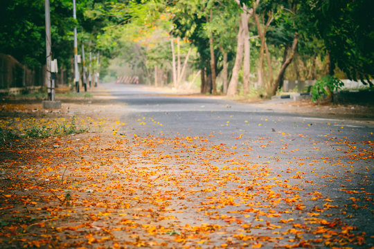 Beautiful looking road with trees on both sides