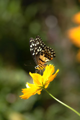 Multi-colored butterflies with flowers,select focus.