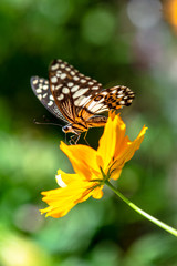 Multi-colored butterflies with flowers,select focus.