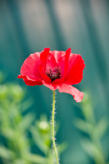 Red poppies from my garden - a symbol of summer