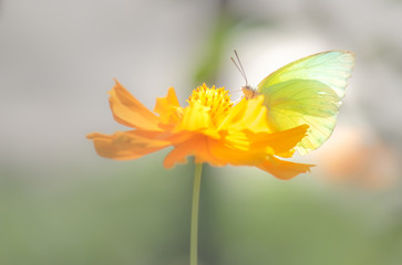 Multi-colored butterflies with flowers,select focus.