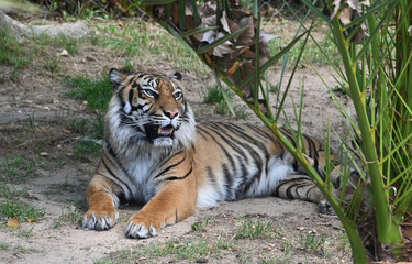 bengal tiger