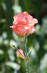 red flower in the garden