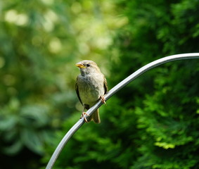 Sperling,Spatz,Sparrow,Singvogel,Songbird