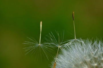 Fototapeta premium Dandelion seeds close-up flying away from a flower on a green background