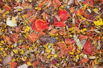 Yellow and Red Fallen Leaves On Ground
