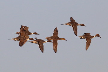 Northern pintail