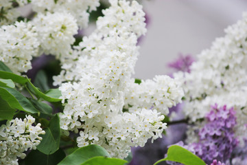 Beauty the blooming blue or white lilac