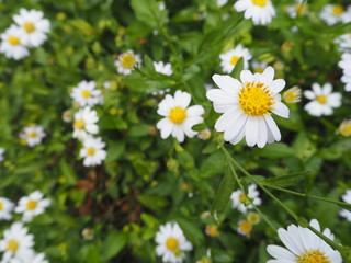 Fototapeta premium field of daisies